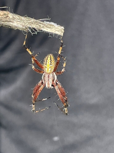 Western Spotted Orbweaver, Nueva Esperanza, 43580 Epazoyucan, Hgo., México, photo 10 of 10