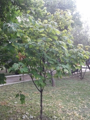 Acer binzayedii