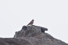 Emberiza goslingi