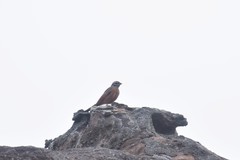 Emberiza goslingi