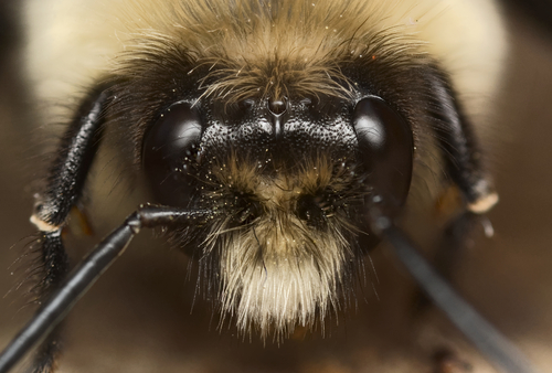 Common eastern bumble bee