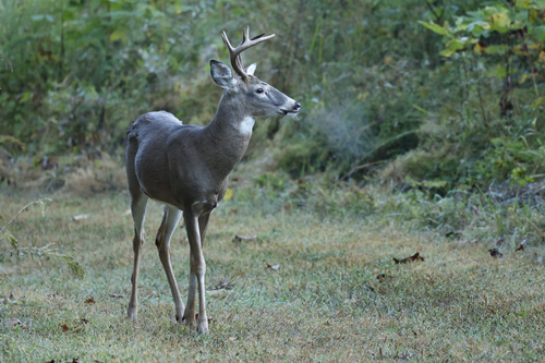 White-tailed Deer