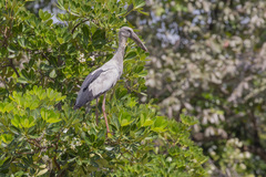 Alstonia