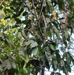 Diospyros candolleana