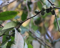 Diospyros candolleana