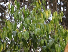 Diospyros candolleana