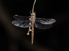 Apocordulia macrops