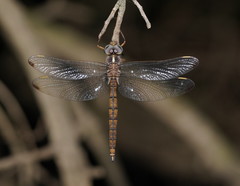 Apocordulia macrops