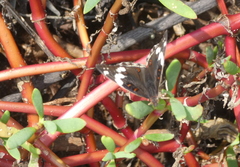 Junonia oenone oenone