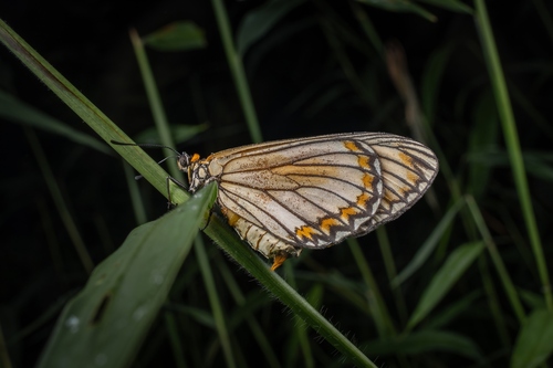 Yellow Coster
