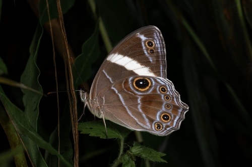 Banded Treebrown