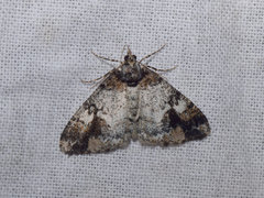 Alcis admissaria