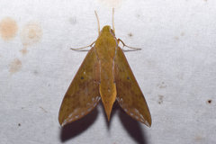 Rhagastis olivacea