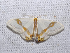 Macrocilix mysticata