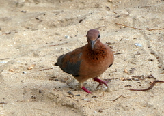 Streptopelia senegalensis