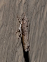 Xylorycta melaleucae