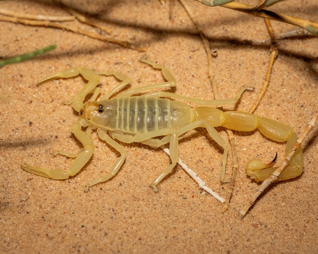 Buthacus yotvatensis