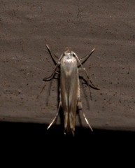 Thiotricha atractodes