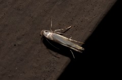 Thiotricha atractodes