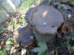 Pleurotus