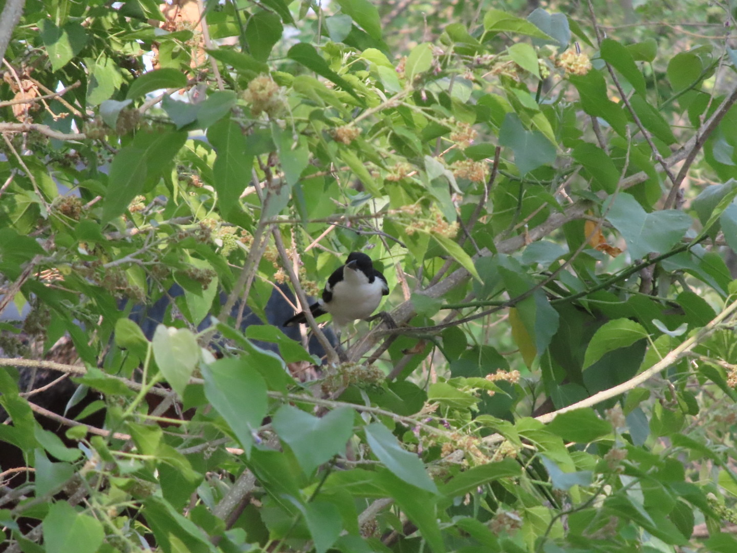 Swamp Boubou (Laniarius bicolor), photo 2