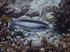 Scolopsis margaritifera