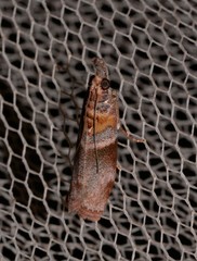Calguia defiguralis
