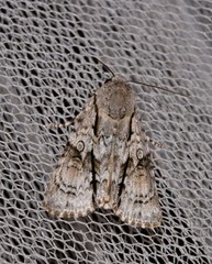 Turnerinycta phaeocosma