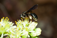 Andrena agilissima