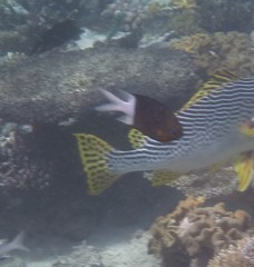 Pycnochromis margaritifer