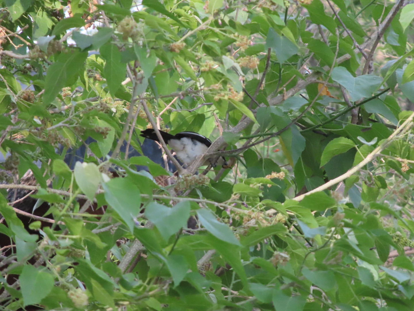 Swamp Boubou (Laniarius bicolor), photo 3