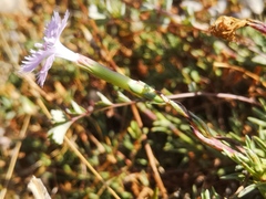 Dianthus gallicus