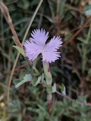 Dianthus gallicus