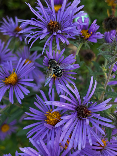 Unknown species found near 22nd Ave, Brookings, SD, US