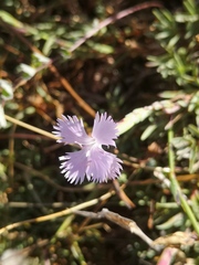 Dianthus gallicus