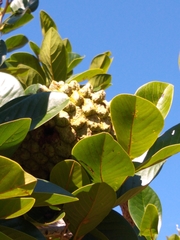Annona crassiflora