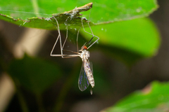 Blepharicera fasciata