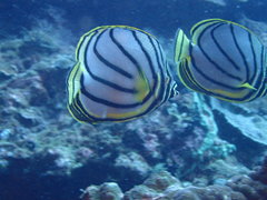 Chaetodon meyeri