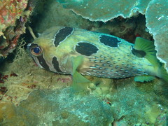 Diodon liturosus