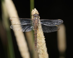 Apocordulia macrops