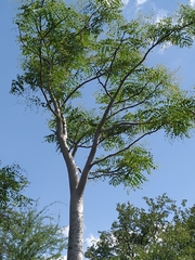 Moringa ovalifolia
