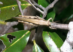 Stenocatantops splendens