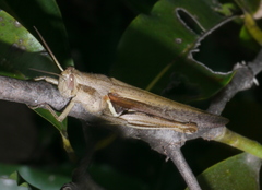 Stenocatantops splendens