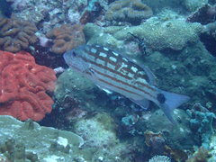 Lutjanus decussatus