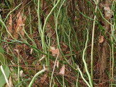Euphorbia tithymaloides