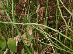 Euphorbia tithymaloides