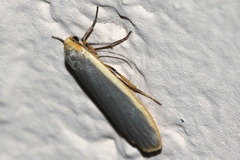 Eilema lurideola