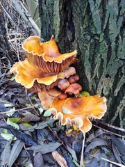 Fungi