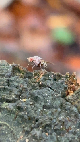 Unknown species found near Peeples Rd, Fayetteville, GA, US