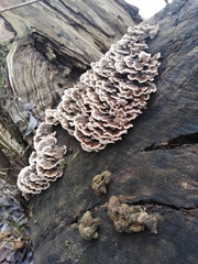 Trametes versicolor